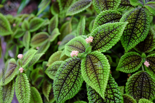 Fotografie Pilea mollis, Urticaceae, USA