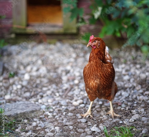 single brown hen, chicken, free range outside photo