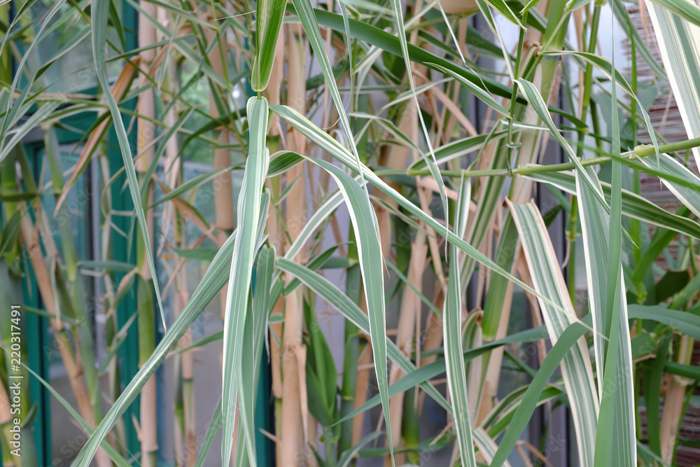 Fototapeta premium Arundo donax, Poaceae, Mediterranean