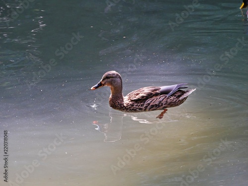 Bild auf Leinwand female duck, swimming in the water, backlit by sunlight
