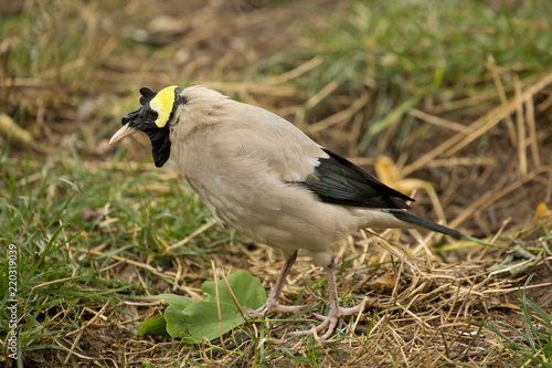 Wattled starling  (Creatophora cinerea).