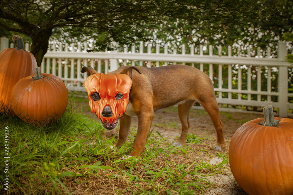 A small dog wears a fitted scary pumpkin skull mask. Stock Photo | Adobe  Stock