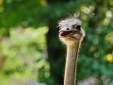 head of an ostrich, detailled closeup, backlit by sunlight, defocused background