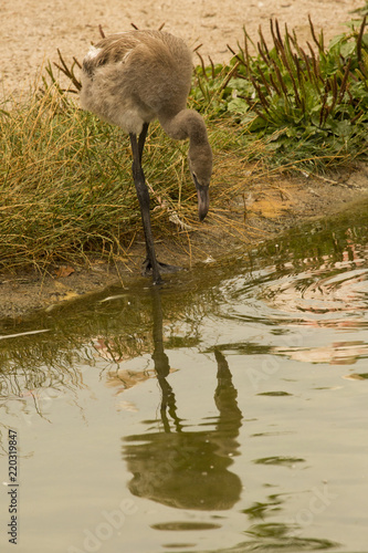 Greater flamingo ( Phoenicopterus roseus). © Elena