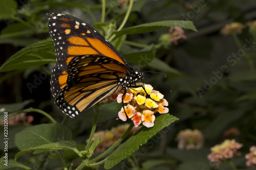 Monarch butterfly  Danaus plexippus .