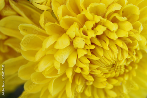 macro of yellow chrysanthemum