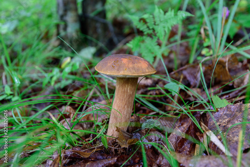 Boletus mushroom in the forest.