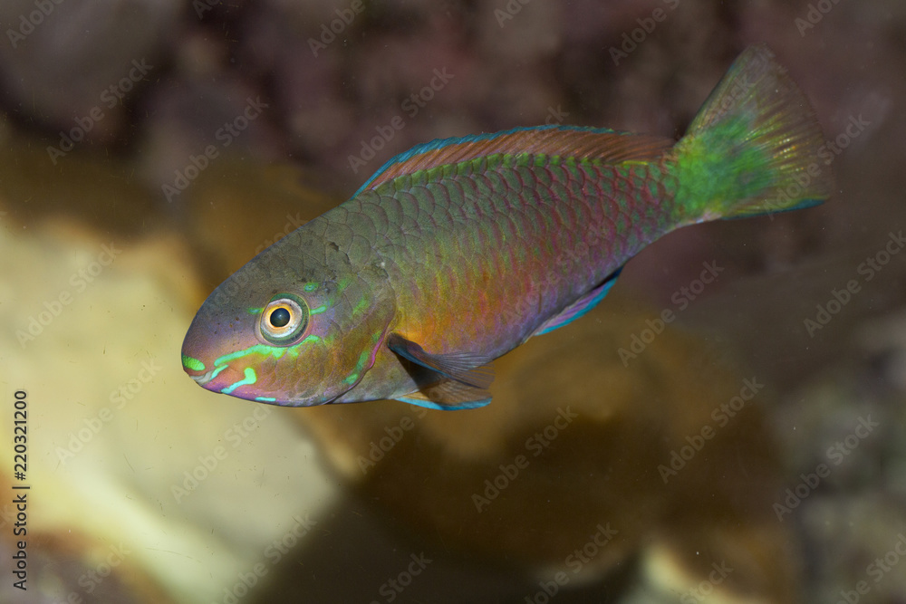 Common parrotfish (Scarus psittacus). Common parrotfish (Scarus psittacus).