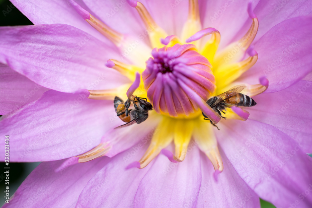 Beautiful pink lotus and bees on pollen lotus in the garden Beautiful pink lotus and bees on pollen lotus in the garden