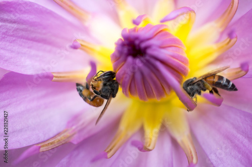 Beautiful pink lotus and bees on pollen lotus in the garden