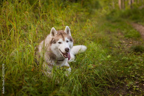 Portrait of lovely beige and white dog breed siberian husky lying in the green grass and white flowers
