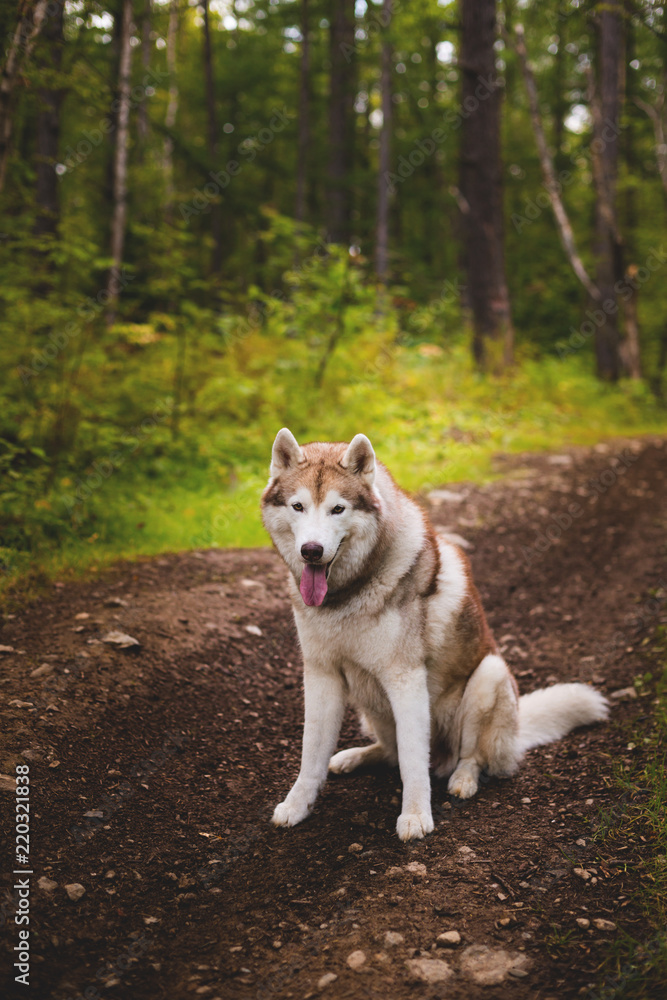 Portrait of free and beautiful dog breed siberian husky sitting on the path in the forest
