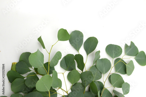 Green leaves eucalyptus populus on white background. flat lay, top view