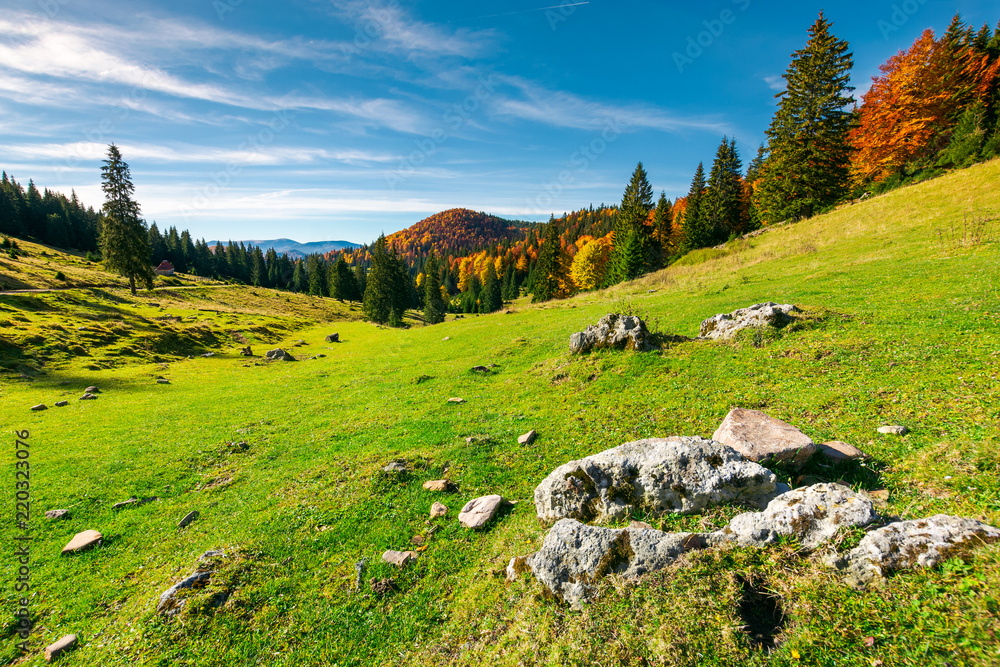 beautiful morning in mountains. mixed forest in fall colors on the hill. rocks on a grassy meadow