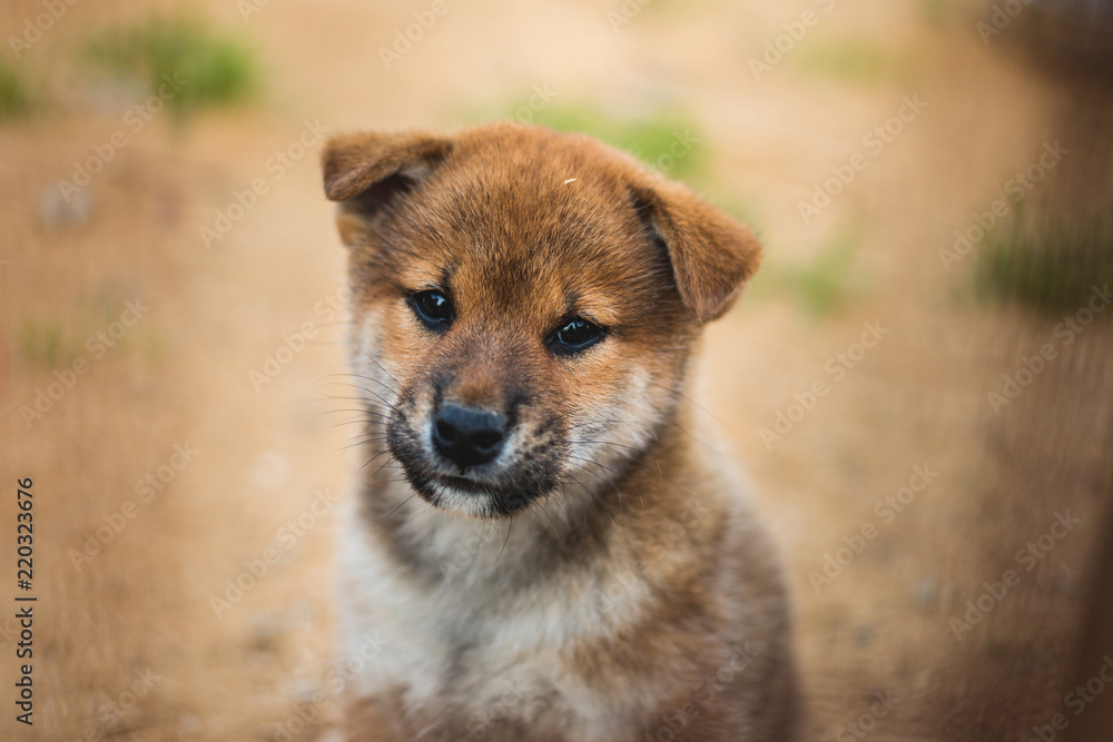 Close-up Portrait of cute japanese shiba inu puppy sittingoutside on the ground and looking to the camera Close-up Portrait of cute japanese shiba inu puppy sittingoutside on the ground and looking to the camera