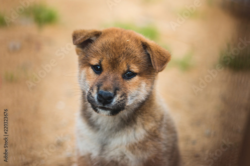 Close-up Portrait of cute japanese shiba inu puppy sittingoutside on the ground and looking to the camera