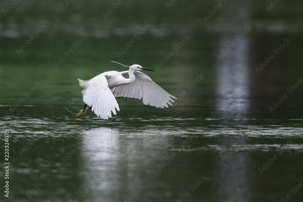 little egret in flight little egret in flight