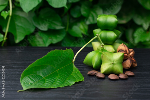 Sacha Inchi, fresh capsule seeds fruit of sacha-Inchi peanut on green leaf background
 photo