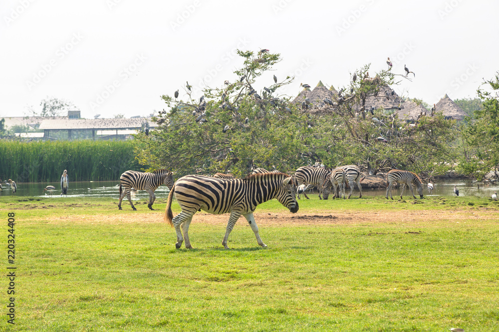 Naklejka premium Zebra in Zoo in Bangkok
