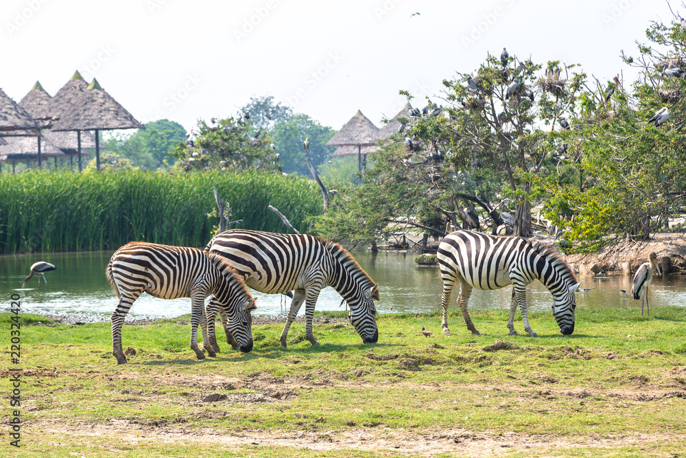 Naklejka premium Zebra in Zoo in Bangkok