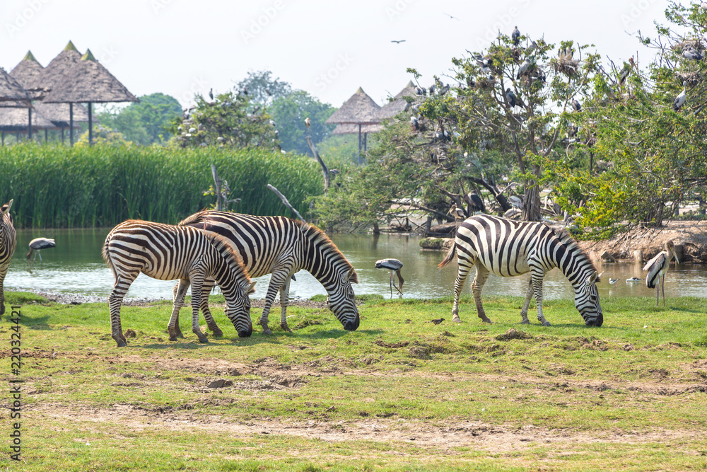 Obraz premium Zebra in Zoo in Bangkok