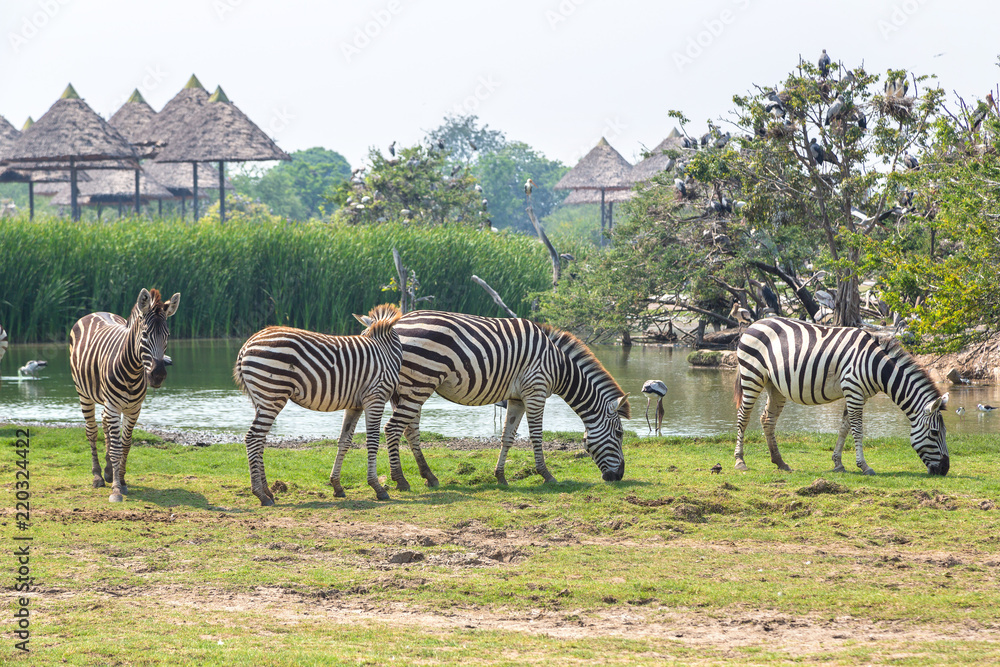 Naklejka premium Zebra in Zoo in Bangkok