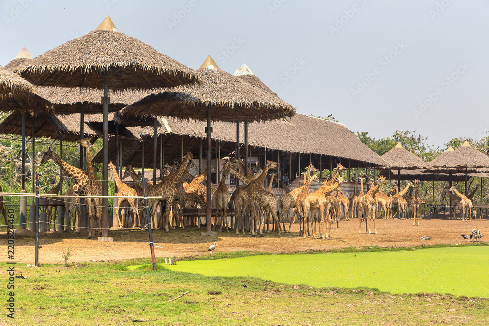 Fototapeta premium Giraffe in Zoo in Bangkok