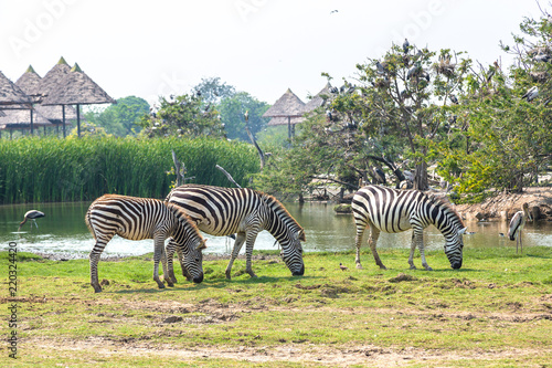 Zebra in Zoo in Bangkok