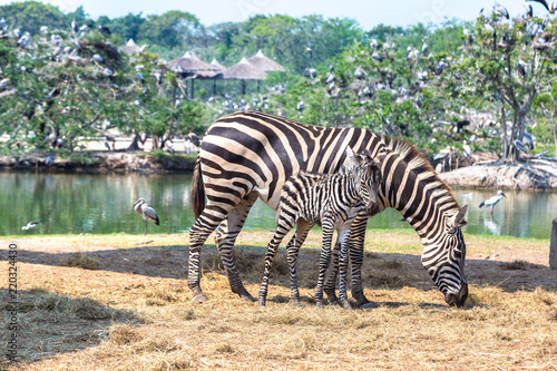 Zebra in Zoo in Bangkok