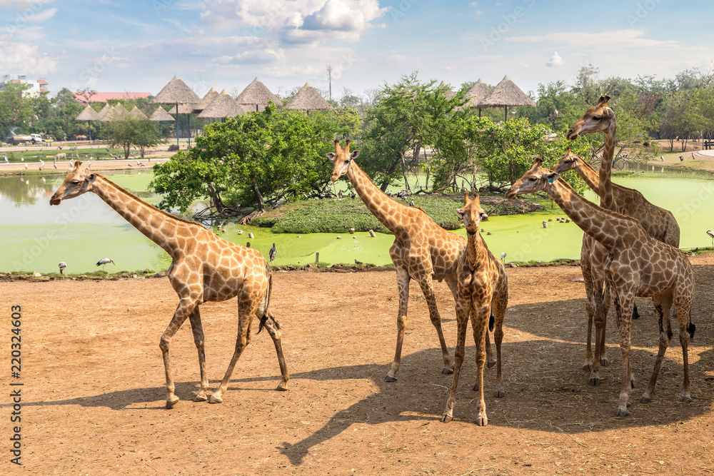 Fototapeta premium Giraffe in Zoo in Bangkok