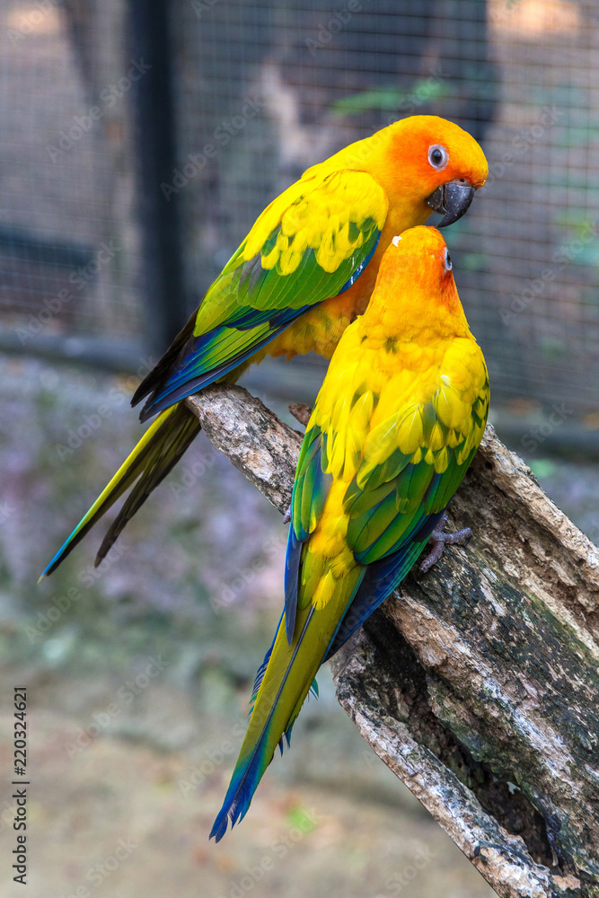 Colorful parrots in Safari World Zoo