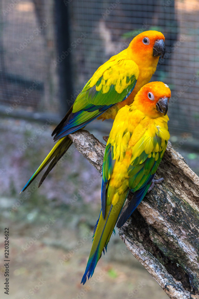 Colorful parrots in Safari World Zoo