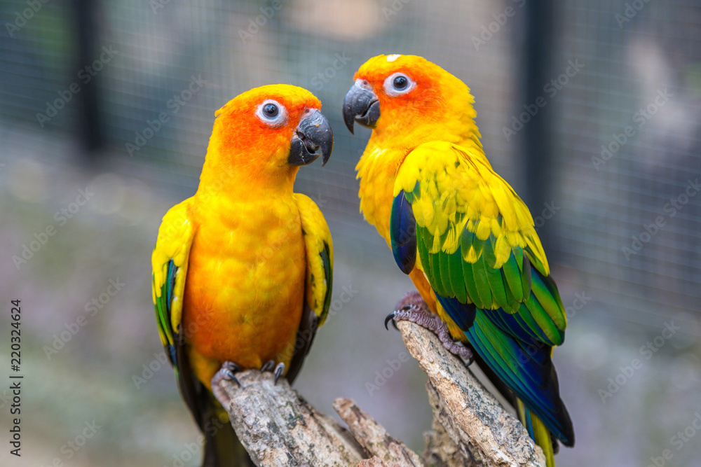 Fototapeta premium Kolorowe papugi w Safari World Zoo