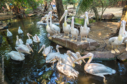 Pelicans in Zoo in Bangkok