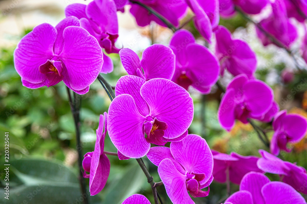 Violet Orchids flowers in park Violet Orchids flowers in park