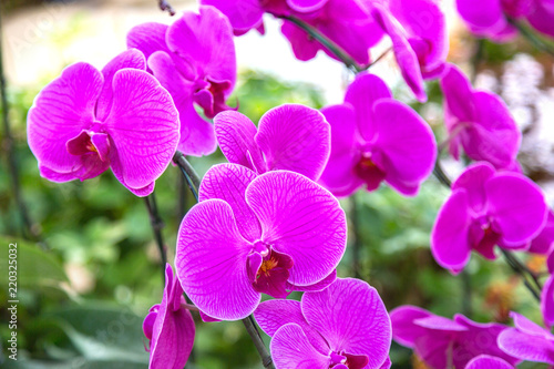 Violet Orchids flowers in park
