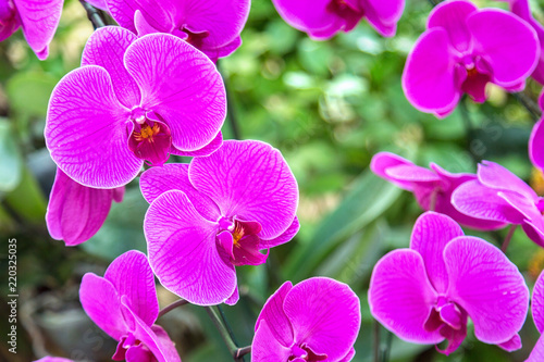 Fototapeta Naklejka Na Ścianę i Meble -  Violet Orchids flowers in park