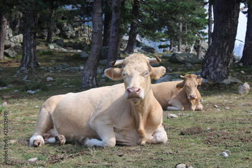 Cow Calf Animal Nature Tree Grass Mountain Landscape Corsica Bavella