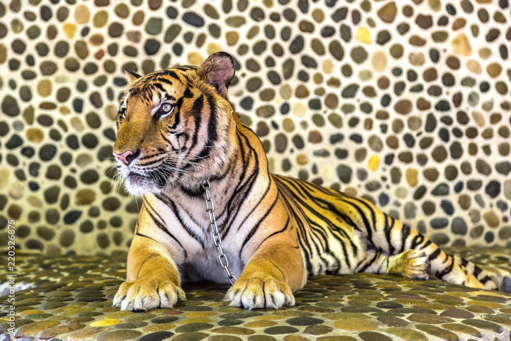 Fototapeta premium Tygrys w zoo w Pattaya