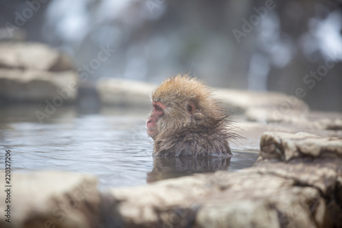 Photography macaque monkey in a bath in japan