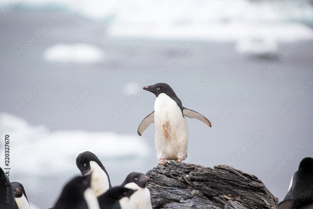 Fototapeta premium penguin in the arctic