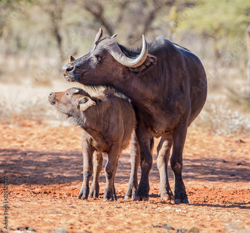Fototapeta Naklejka Na Ścianę i Meble -  African Buffalo Mother And Calf