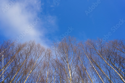 forest sky image