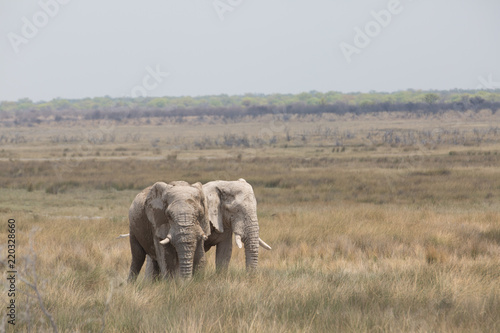 elephant in africa in a group