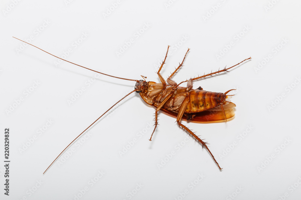 Cockroach  with brown lie supine on  white  background
