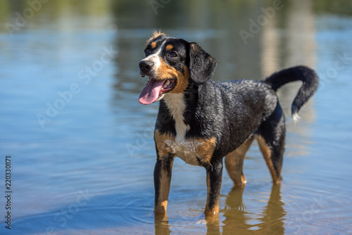 entlebucher sennenhund dog in water photo