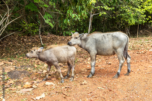 White cows in Cambodia photo