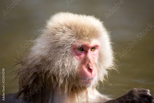 Canvas Print macaque monkey in a bath in japan