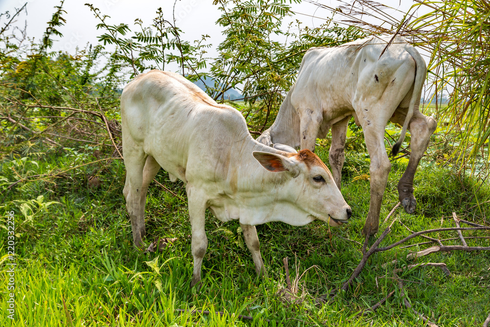 Asian cow in Cambodia Asian cow in Cambodia