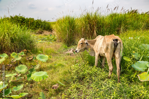 Fototapeta Naklejka Na Ścianę i Meble -  Asian cow in Cambodia